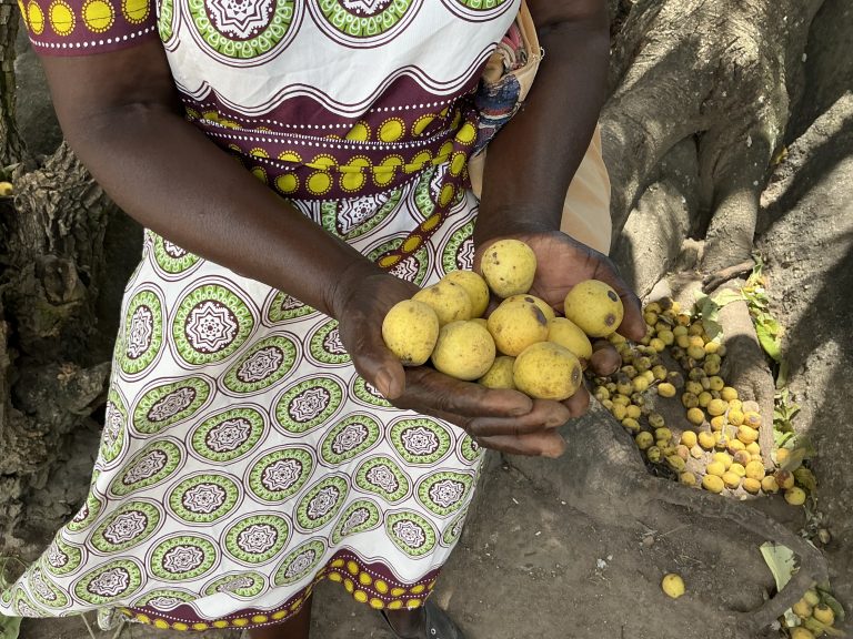 Balancing livelihoods and landscapes: Zimbabwe’s response to deforestation